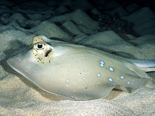 Bluespotted stingray